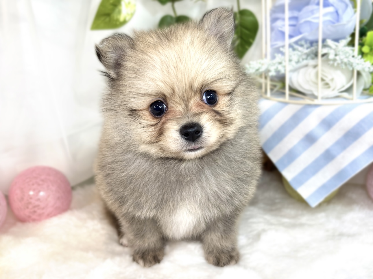 ハーフ犬男の子の写真
