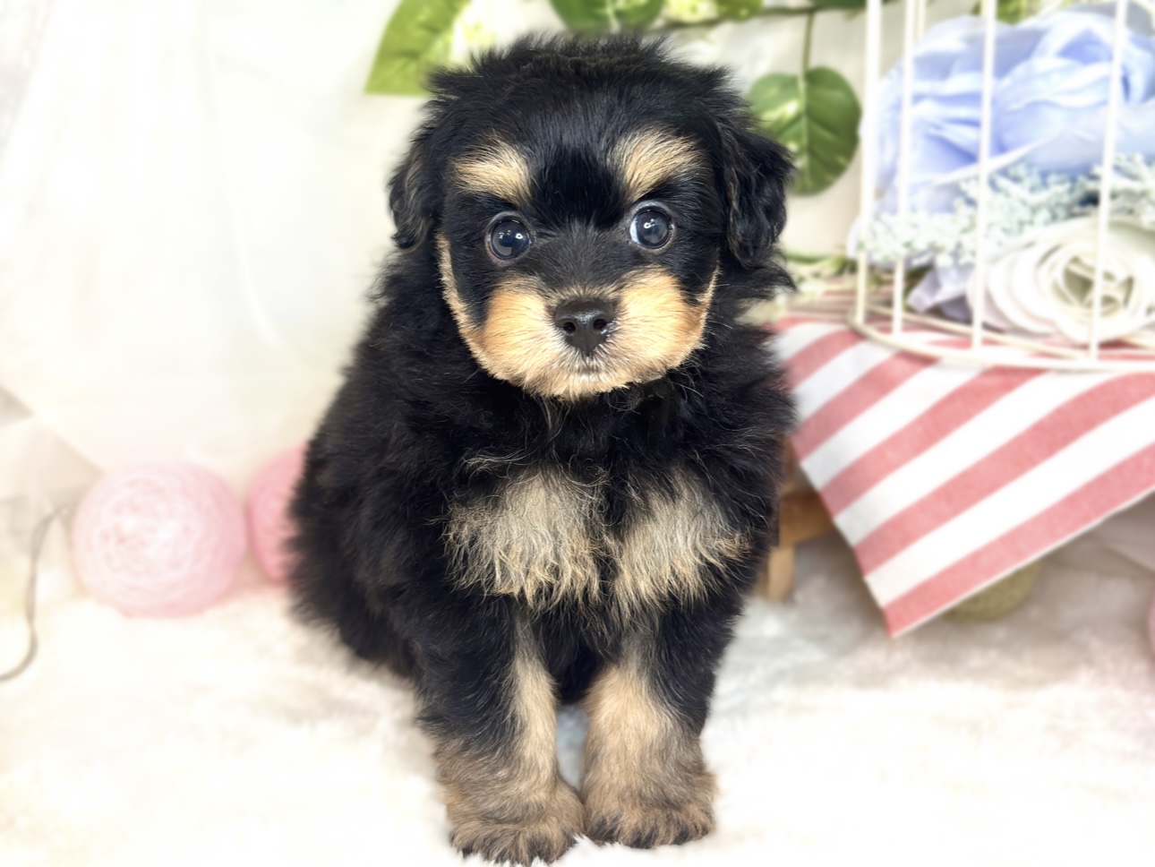 ハーフ犬男の子の写真