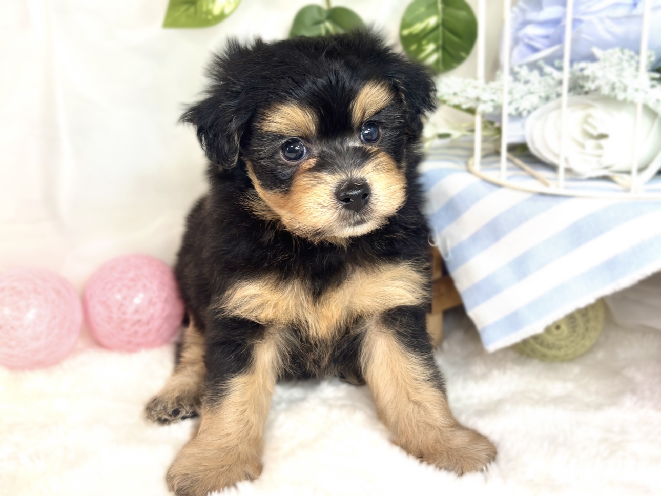 ハーフ犬男の子の写真