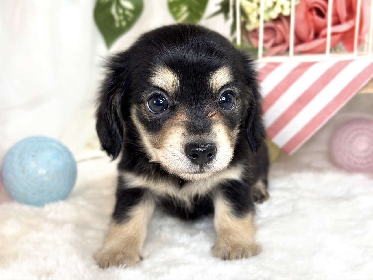 ハーフ犬女の子の写真