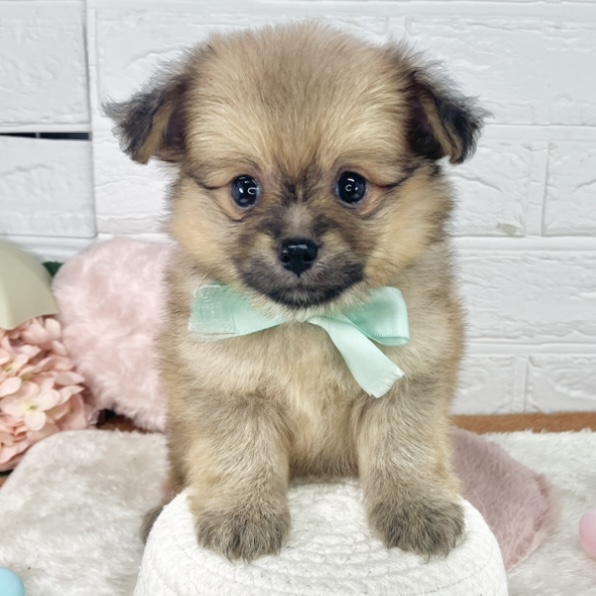 ハーフ犬男の子の写真