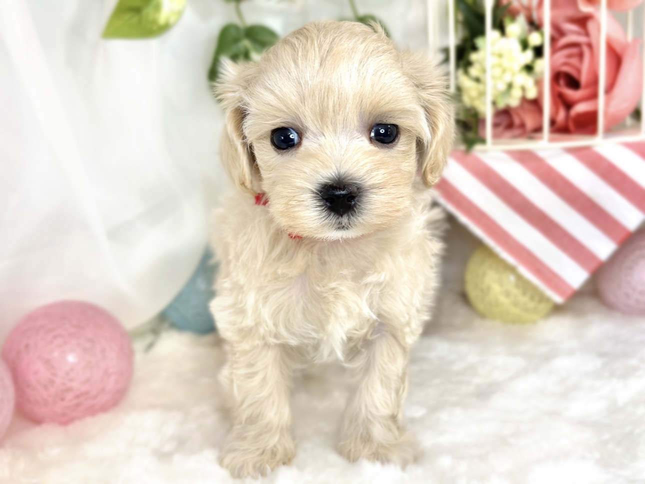 ハーフ犬女の子の写真