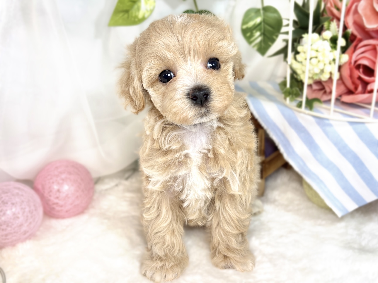 ハーフ犬女の子の写真