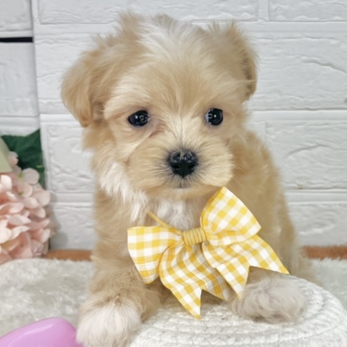 ハーフ犬女の子の写真