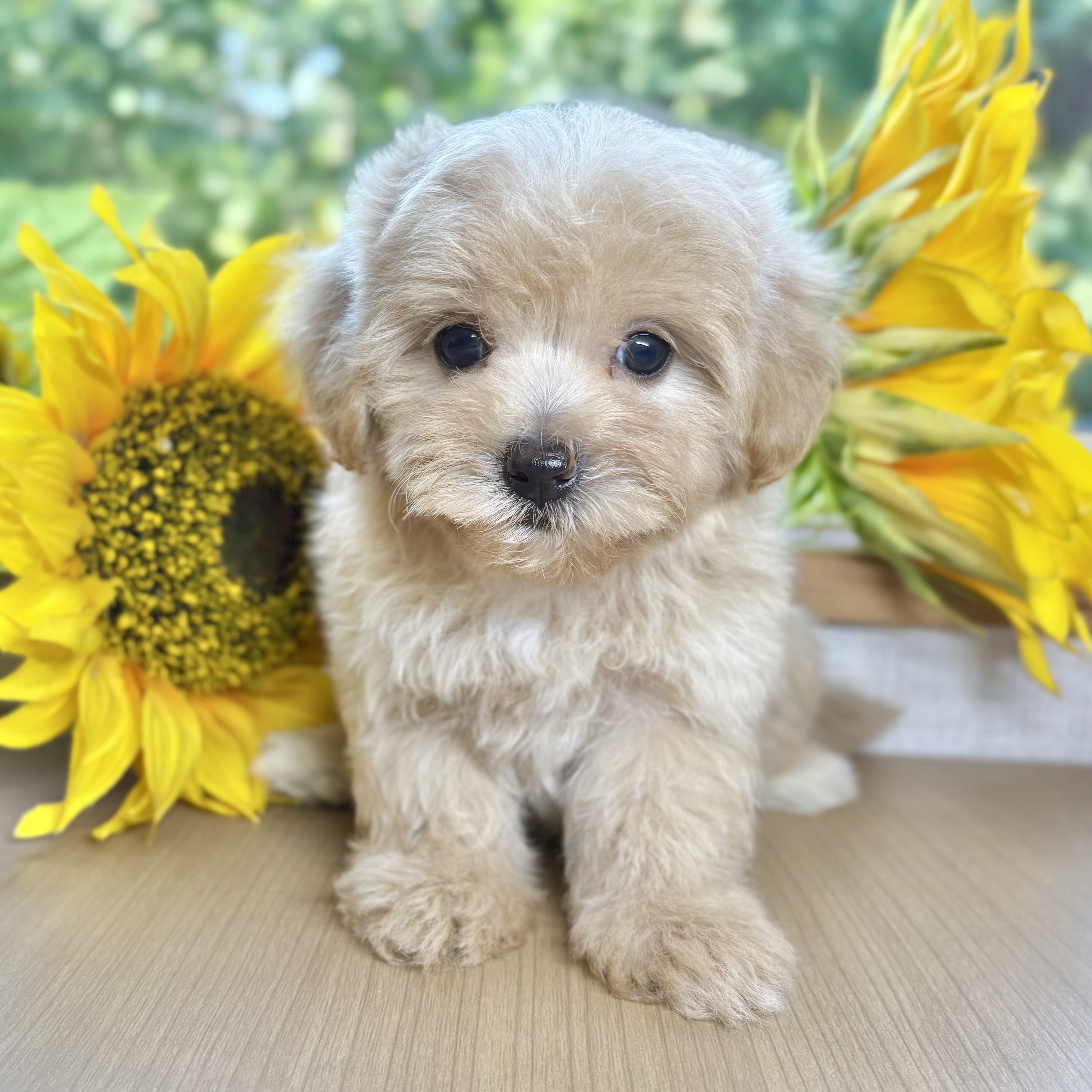ハーフ犬女の子の写真