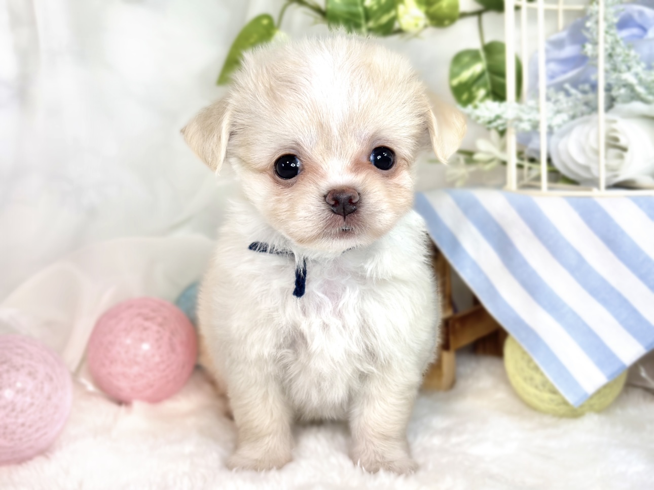 ハーフ犬男の子の写真