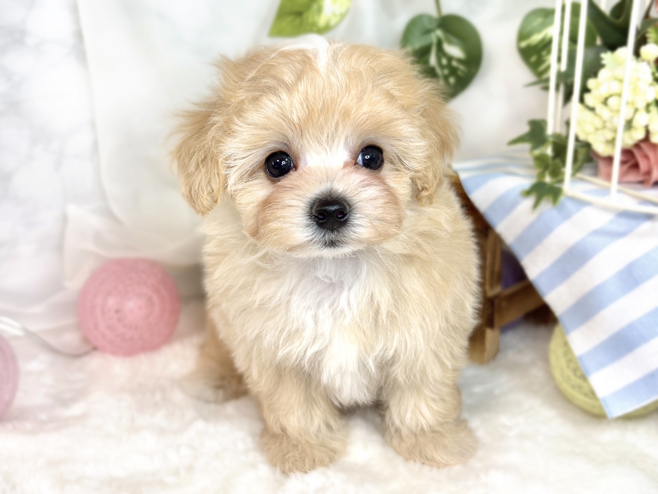 ハーフ犬女の子の写真