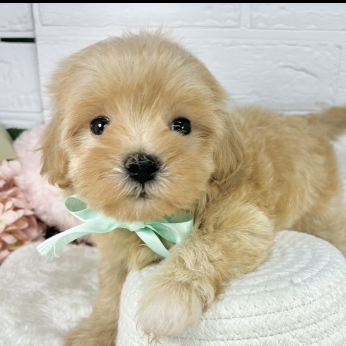 ハーフ犬女の子の写真