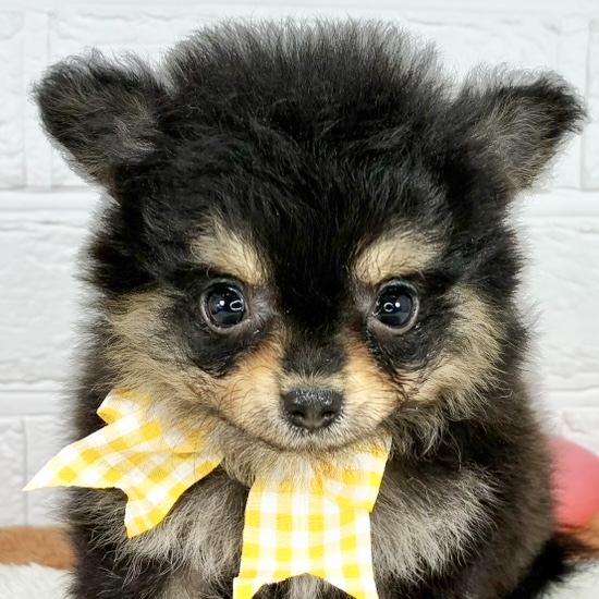 ハーフ犬女の子の写真
