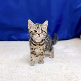 愛知県のアメリカンショートヘアー (犬の家＆猫の里一宮店/2025年9月1日生まれ/男の子/ブラウンタビー)の子猫の1枚目の画像