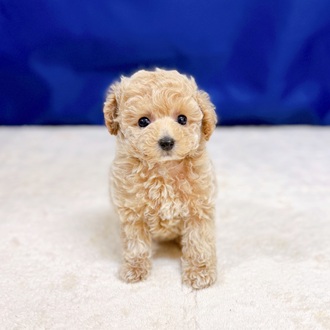 愛知県のトイプードル(タイニー) (犬の家＆猫の里一宮店/2025年8月31日生まれ/女の子/ペールフォーン)の子犬の1枚目の画像