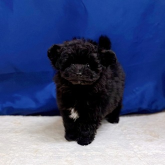 愛知県のポメプー(ポメラニアン×プードル) (犬の家＆猫の里一宮店/2025年9月2日生まれ/男の子/ブラック)の子犬の1枚目の画像