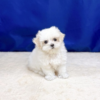 愛知県のマルチーズ (犬の家＆猫の里一宮店/2025年8月29日生まれ/女の子/ホワイト)の子犬の1枚目の画像