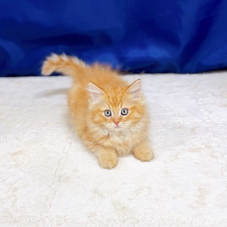 愛知県のミヌエット (犬の家＆猫の里一宮店/2025年9月2日生まれ/男の子/レッドマッカレルタビー)の子猫の1枚目の画像