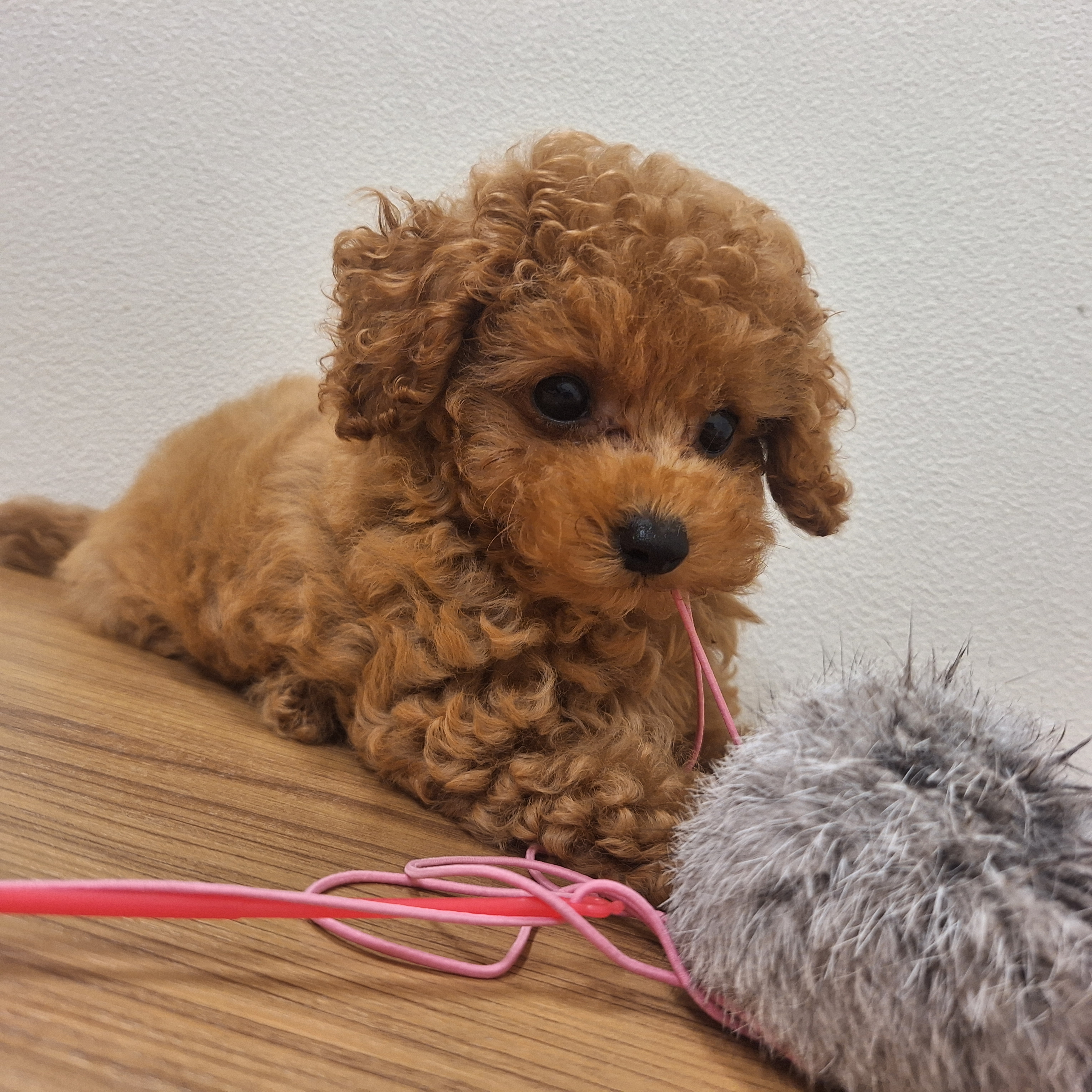 福岡県のタイニープードル (犬の家＆猫の里トリアス久山店/2025年7月9日生まれ/男の子/レッド)の子犬の1枚目の画像
