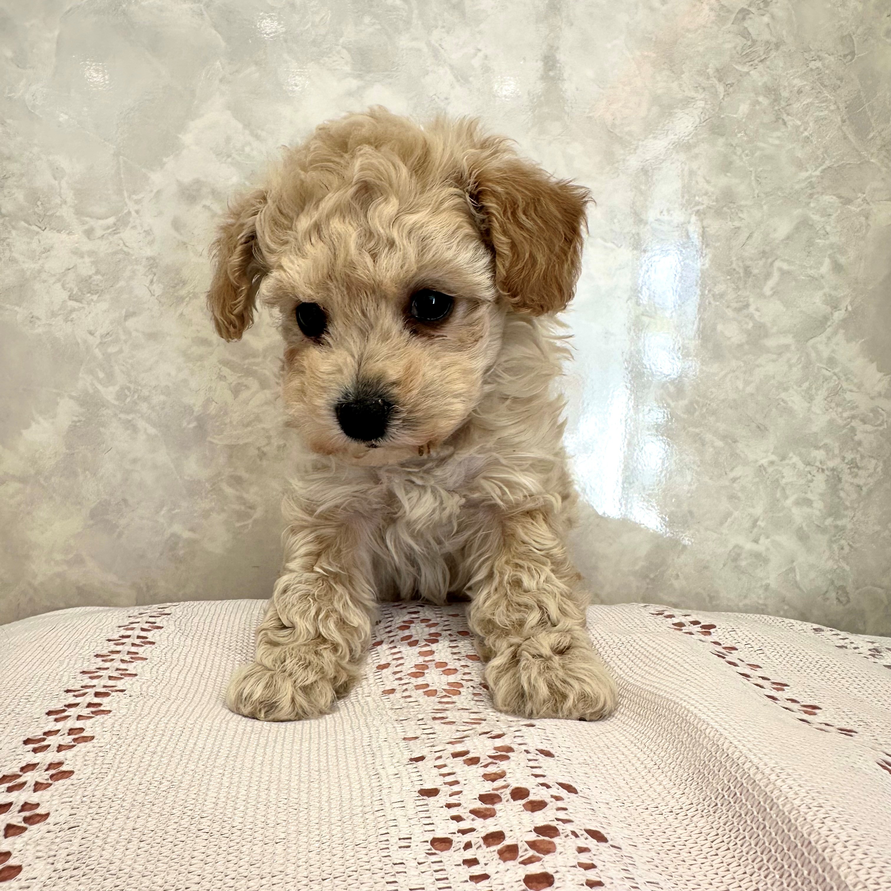 福岡県のビションプー(ビションフリーゼ×プードル) (犬の家＆猫の里くりえいと宗像店/2025年12月7日生まれ/女の子/アプリコット)の子犬