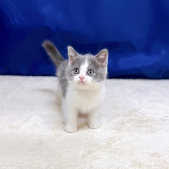 愛知県のブリティッシュショートヘアー (犬の家＆猫の里一宮店/2025年8月29日生まれ/男の子/ブルーホワイト)の子猫の1枚目の画像
