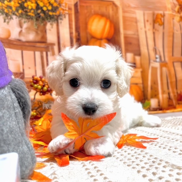 福岡県のマルックス(マルチーズ×ダックス) (犬の家&猫の里トリアス久山店/2025年8月10日生まれ/男の子/ホワイト)の子犬の1枚目の画像