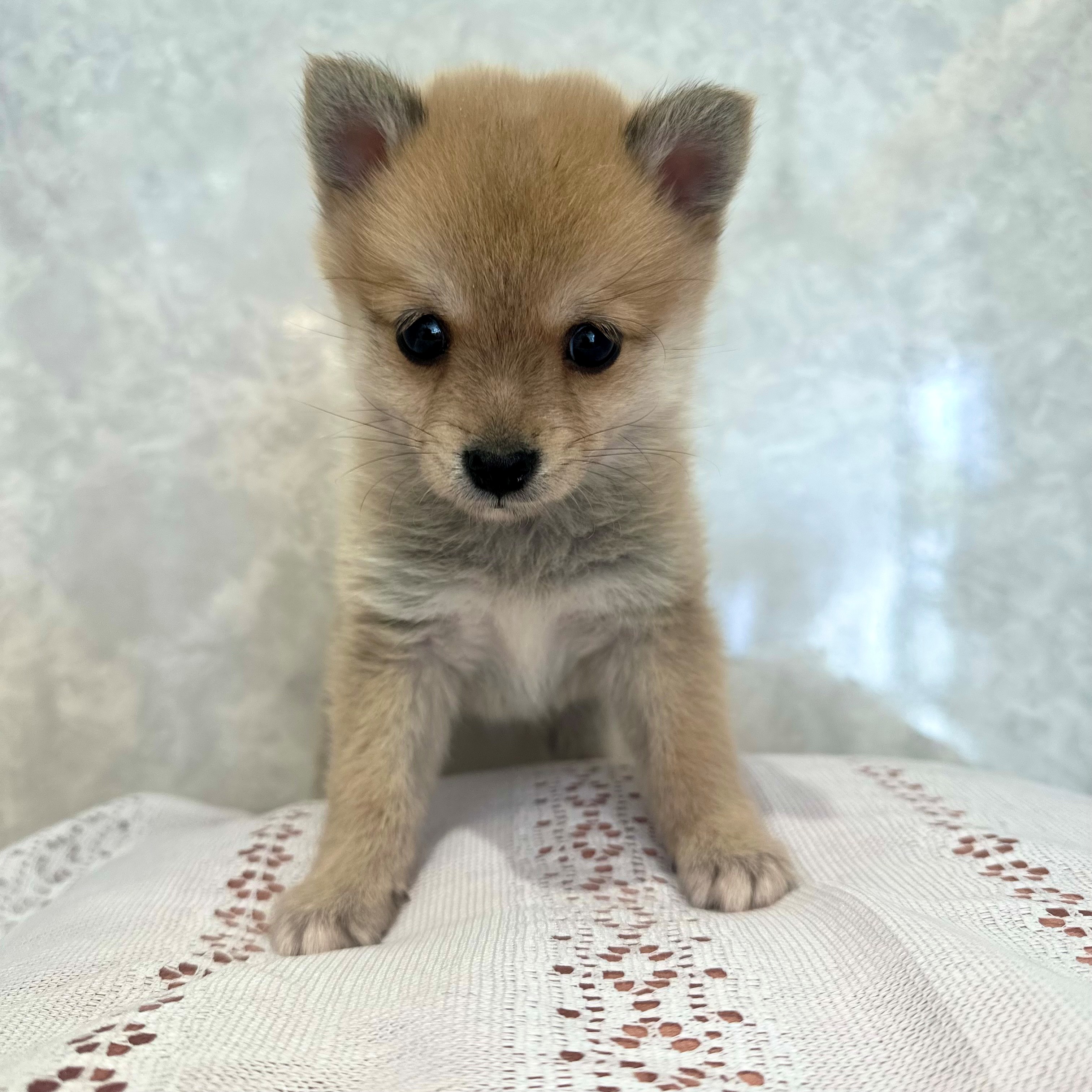 福岡県のポメ柴/豆ポメ/ポメ豆柴(ポメラニアン×柴犬) (犬の家＆猫の里くりえいと宗像店/2025年12月9日生まれ/男の子/赤)の子犬