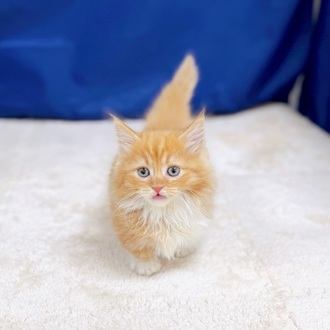 愛知県のマンチカン (犬の家＆猫の里一宮店/2025年9月17日生まれ/女の子/レッドタビーホワイト)の子猫の1枚目の画像