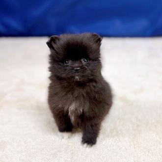 愛知県のポメラニアン (犬の家＆猫の里一宮店/2025年9月15日生まれ/女の子/ブラック)の子犬