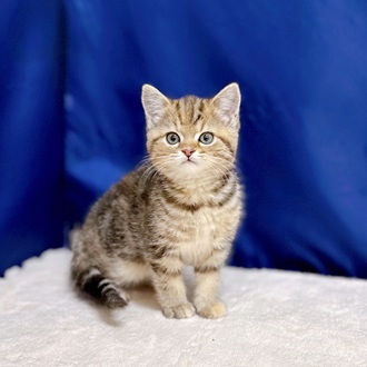 愛知県のスコティッシュストレート (犬の家＆猫の里一宮店/2025年11月16日生まれ/女の子/ブラウンパッチドタビー)の子猫の1枚目の画像