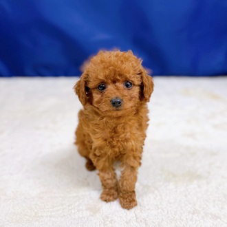 愛知県のトイプードル(トイ) (犬の家＆猫の里一宮店/2025年10月29日生まれ/男の子/レッドフォーン)の子犬の1枚目の画像