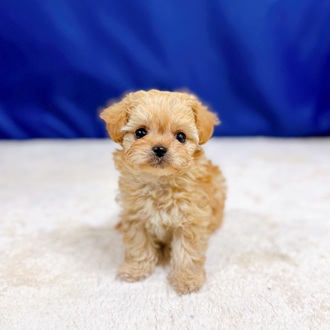 愛知県のチワプー/プーチー(チワワ×プードル) (犬の家＆猫の里一宮店/2025年11月19日生まれ/男の子/アプリコット)の子犬の1枚目の画像