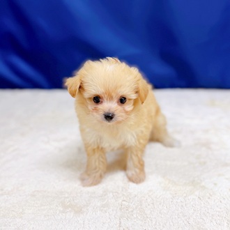 愛知県のポメプー(ポメラニアン×プードル) (犬の家＆猫の里一宮店/2025年10月28日生まれ/女の子/アプリコット)の子犬の1枚目の画像