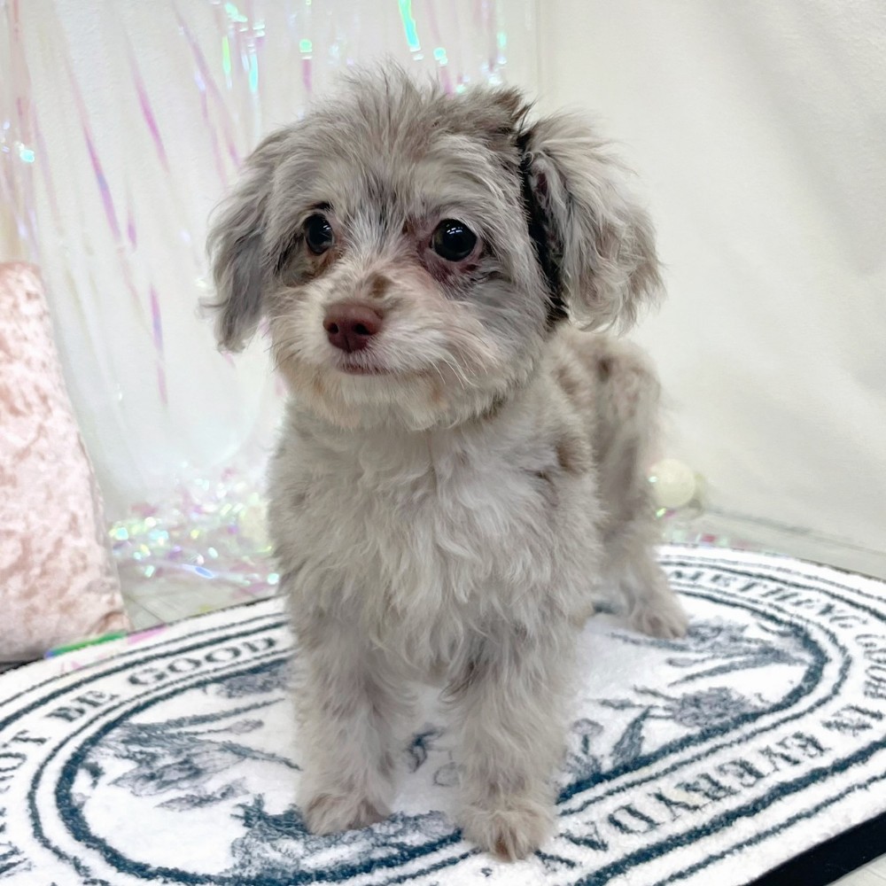 福岡県のチワプー/プーチー(チワワ×プードル) (犬の家＆猫の里シュロアモール筑紫野店/2025年12月9日生まれ/女の子/チョコレートマール)の子犬の2枚目の画像