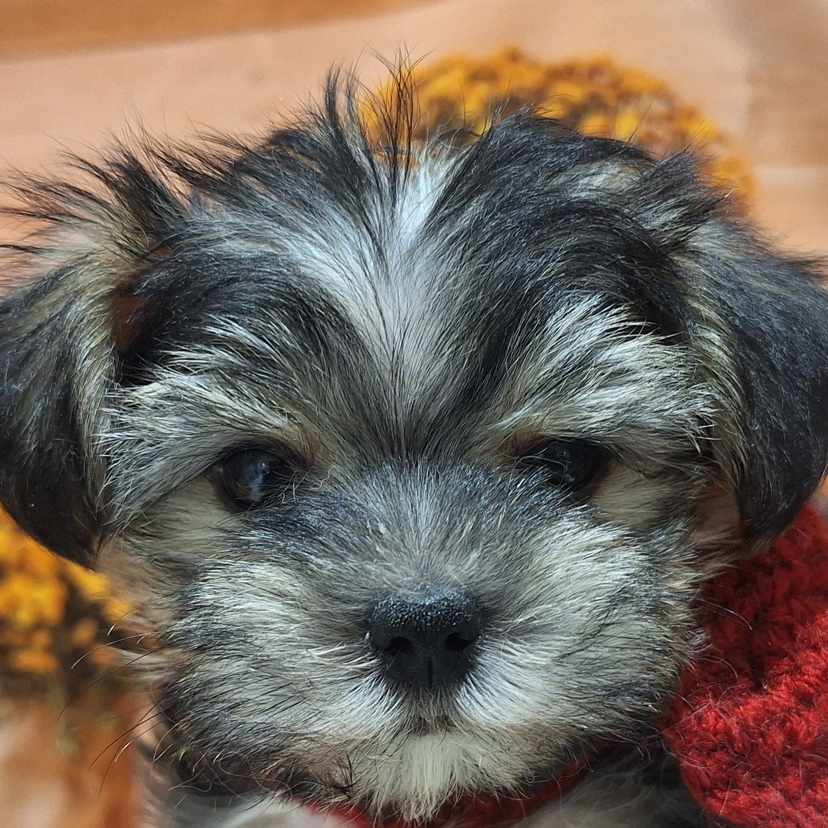 ハーフ犬男の子の写真