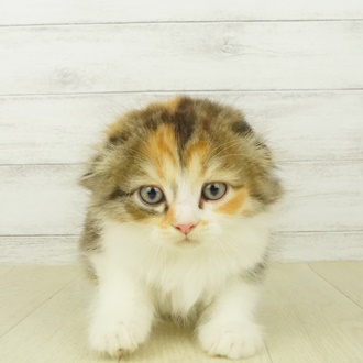 スコティッシュフォールドの写真