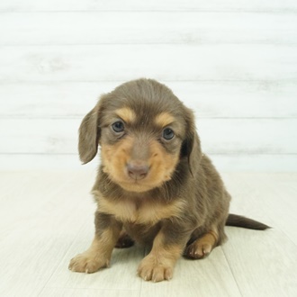 ミニチュア ダックスフンド ロング チョコレート タン 女の子のご紹介 ペットショップ 犬の家