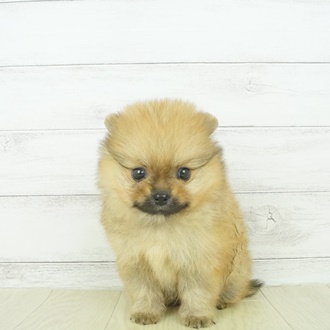 ポメラニアンの子犬検索結果 ペットショップ 犬の家