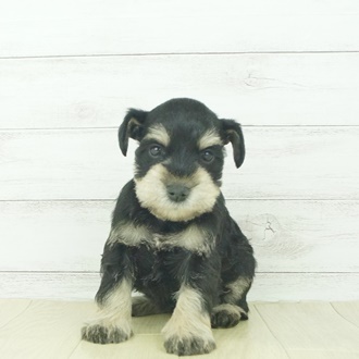 ミニチュア シュナウザー ブラック シルバー 女の子のご紹介 ペットショップ 犬の家 猫の里 子犬だけでなく子猫の情報もたくさん