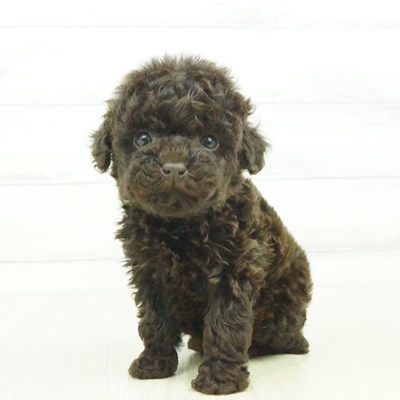 トイ プードル ブラウン 男の子のご紹介 ペットショップ 犬の家