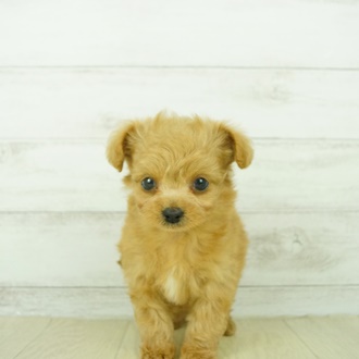 近江八幡店 滋賀県 ペットショップ 犬の家 子犬だけでなく子猫の情報もたくさん