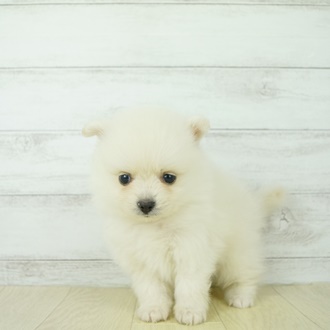 ポメラニアンの子犬検索結果 ペットショップ 犬の家