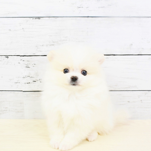 ポメラニアンの子犬検索結果 ペットショップ 犬の家