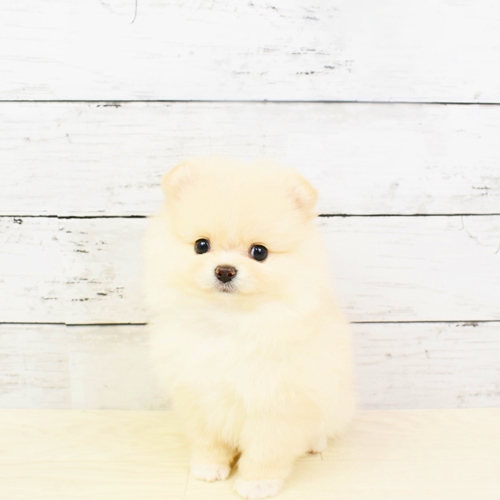 ポメラニアンの子犬検索結果 ペットショップ 犬の家