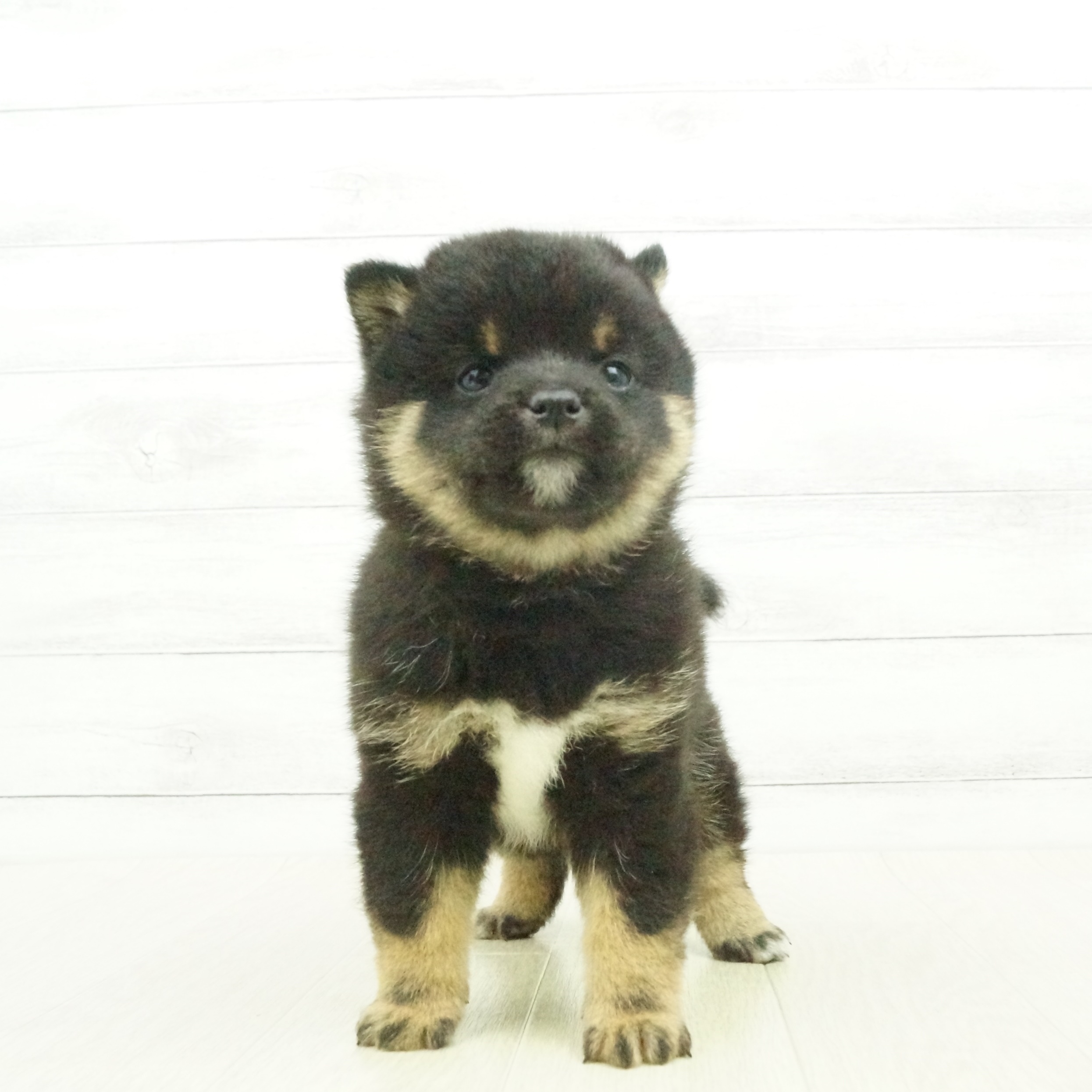 豆柴 黒 男の子のご紹介 1285 ペットショップ 犬の家