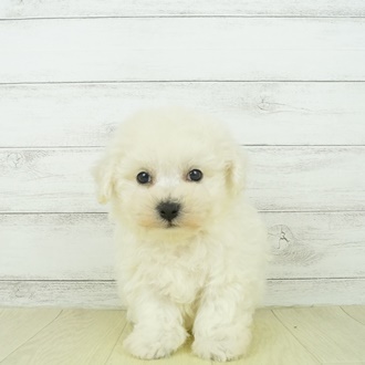 ビションフリーゼ女の子の写真