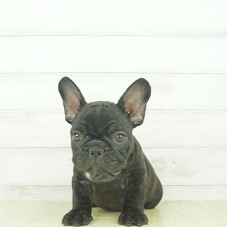 愛知刈谷店 愛知県 ペットショップ 犬の家 子犬だけでなく子猫の情報もたくさん