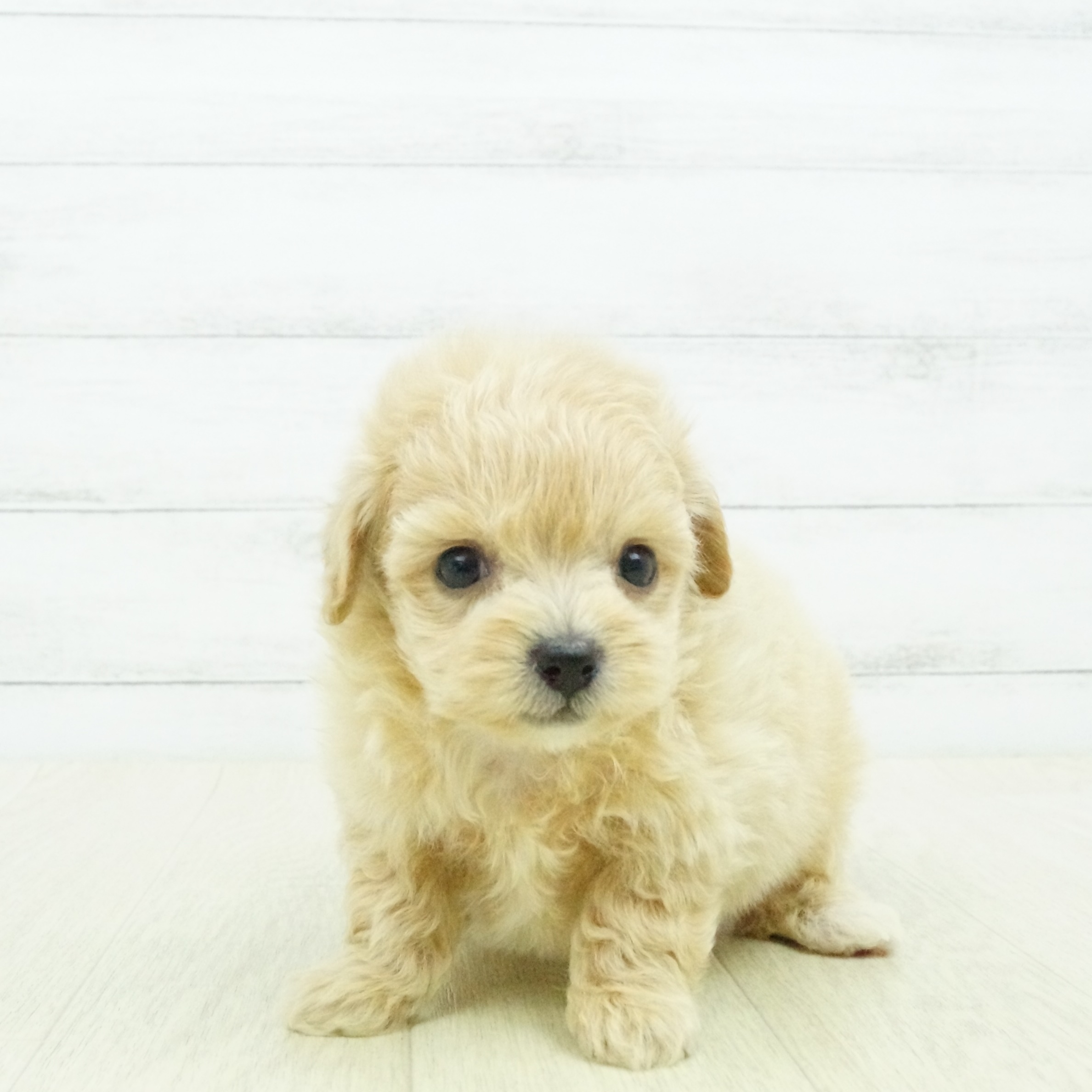 ハーフ犬 クリーム 男の子のご紹介 ペットショップ 犬の家