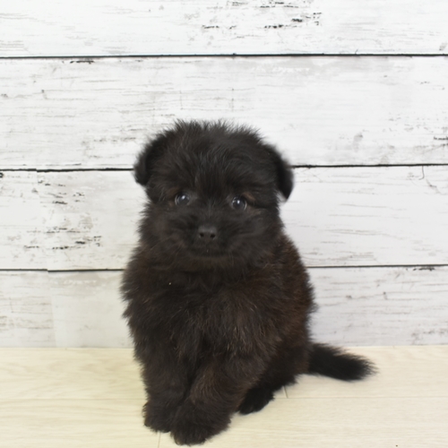 近江八幡店 滋賀県 ペットショップ 犬の家 子犬だけでなく子猫の情報もたくさん