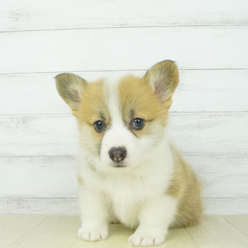 ウェルシュ コーギー ペンブロークの子犬検索結果 ペットショップ 犬の家