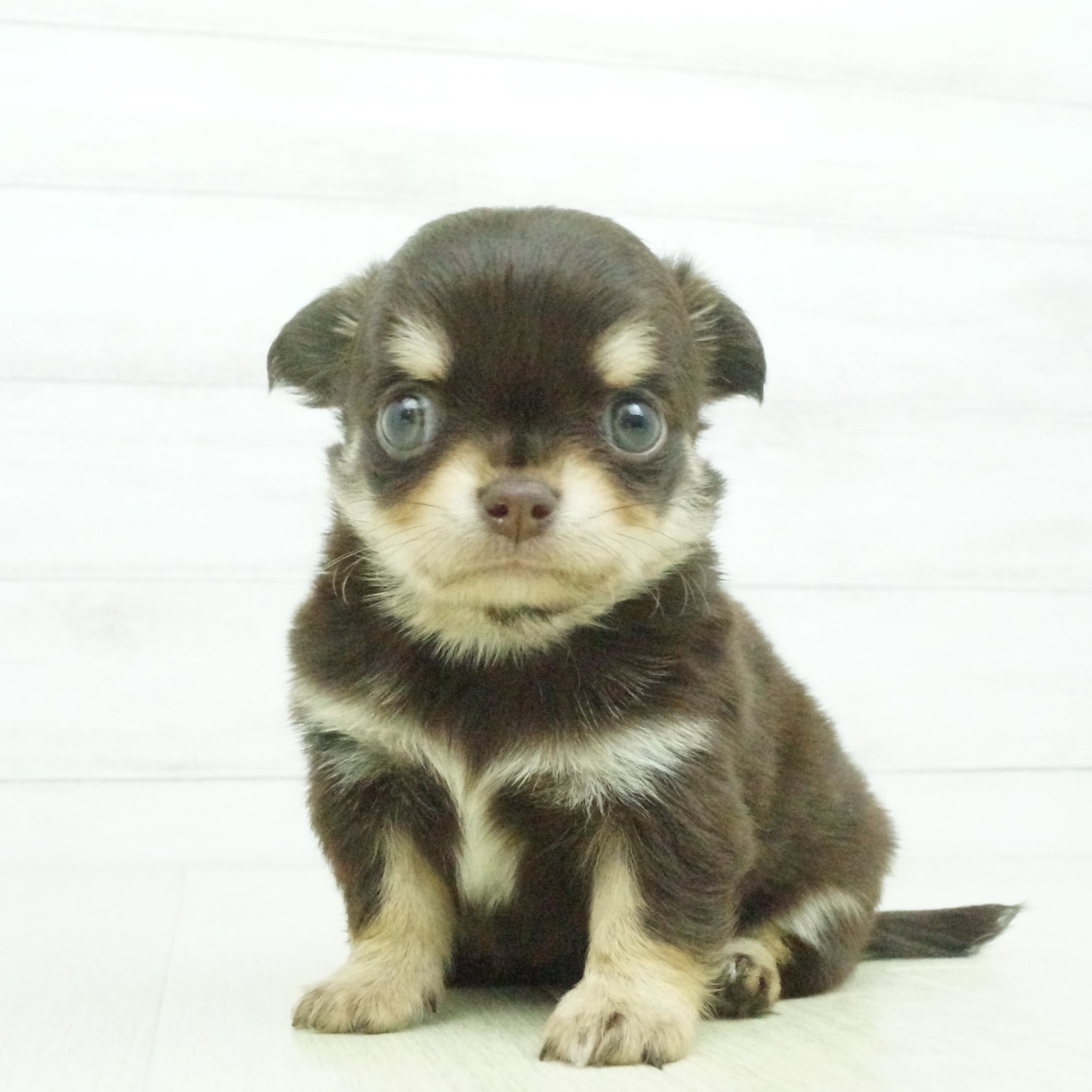 チワワ ロング の子犬検索結果 ペットショップ 犬の家