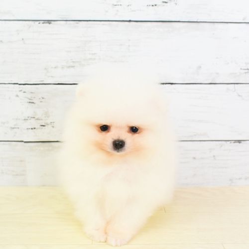 近江八幡店 滋賀県 ペットショップ 犬の家 子犬だけでなく子猫の情報もたくさん