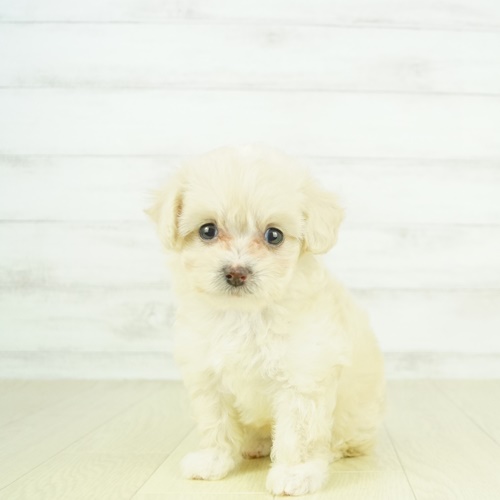 ハーフ犬 クリーム 女の子のご紹介 ペットショップ 犬の家