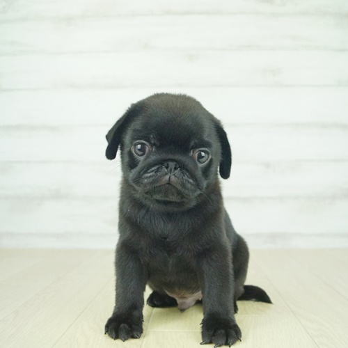 パグの子犬検索結果 ペットショップ 犬の家